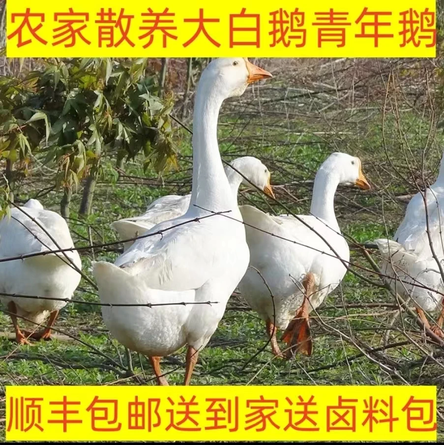 农家散养大白鹅青年鹅土鹅嫩鹅现杀新鲜速冻不带心肝顺丰包邮