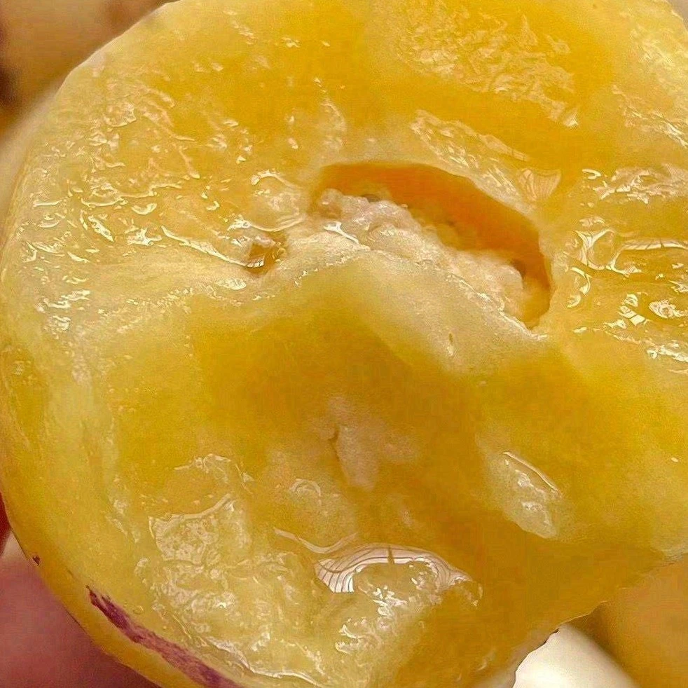 人参果树上熟果黄圆肉黄