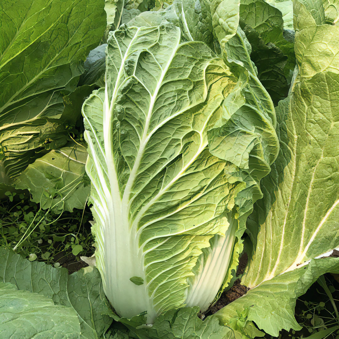 大白菜白菜黄心大白菜薄叶新鲜大白菜