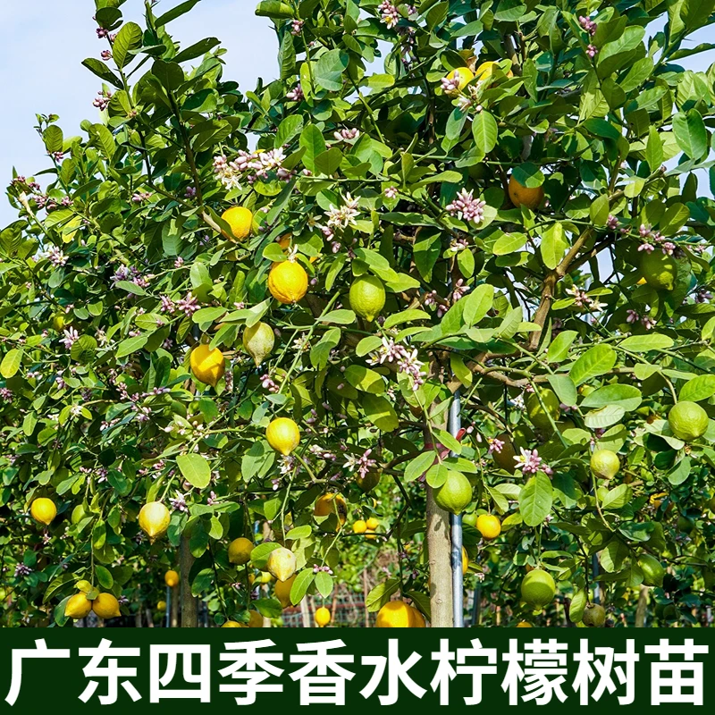 广东四季香水柠檬扦插苗无籽无核原生柠檬树苗原土营养杯发货包邮
