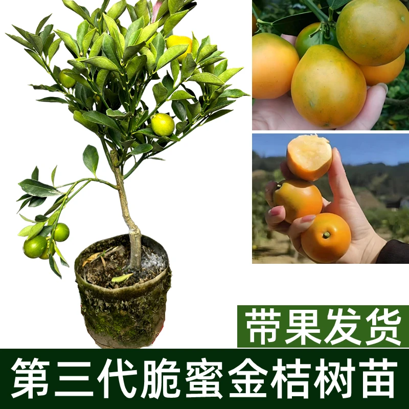 广西融安脆蜜金桔嫁接树苗带土带叶盆栽包邮金桔树苗脆蜜金桔树苗