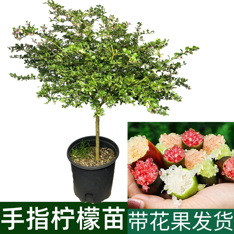手指柠檬树苗澳洲香槟水果庭院盆栽四季结果包邮柠檬室内柠檬树