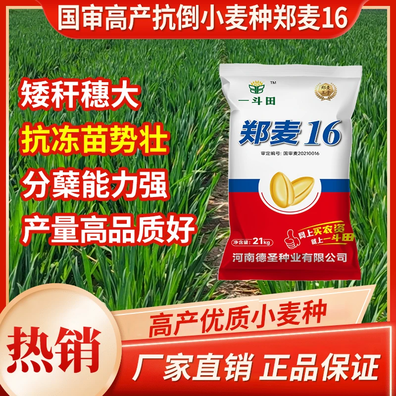 郑麦16国审小麦分蘖抗冻 高产矮杆 小麦种子产量高厂家直销抗性好