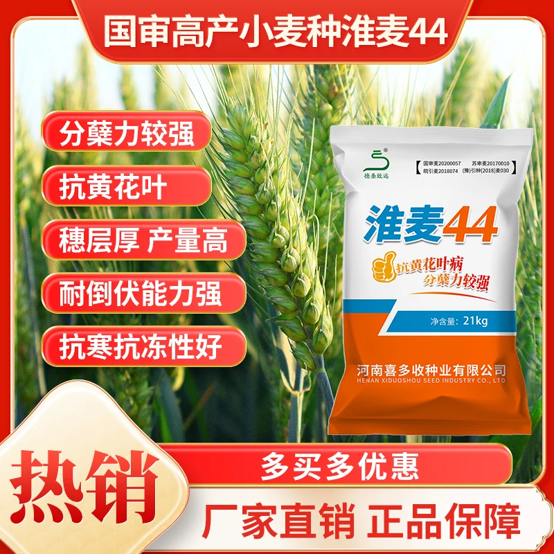 淮麦44国审小麦种子产量高产抗冻分蘖强 抗倒伏 抗寒抗冻厂家直销