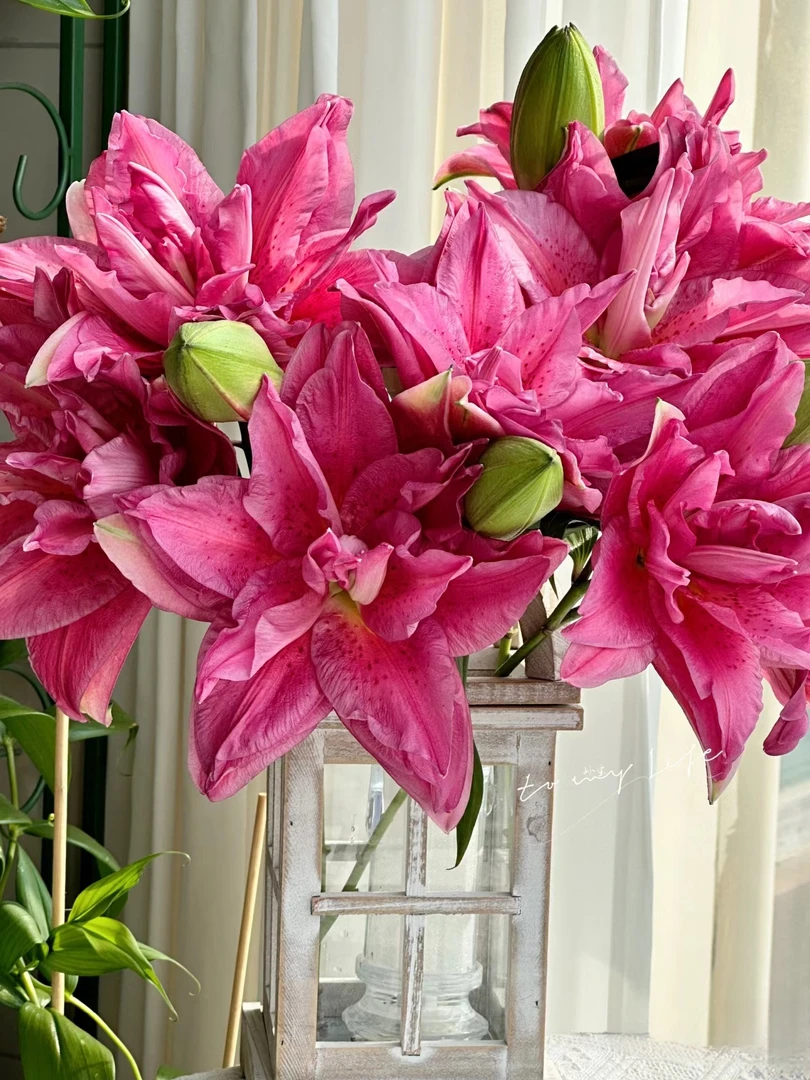 宝莲灯重瓣百合云南直发【任意两单同地址顺丰】