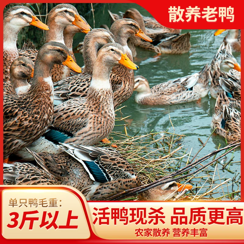 bozaijia波仔家【一只老母鸭】波仔家洪湖散养老鸭净重2.5斤及以上