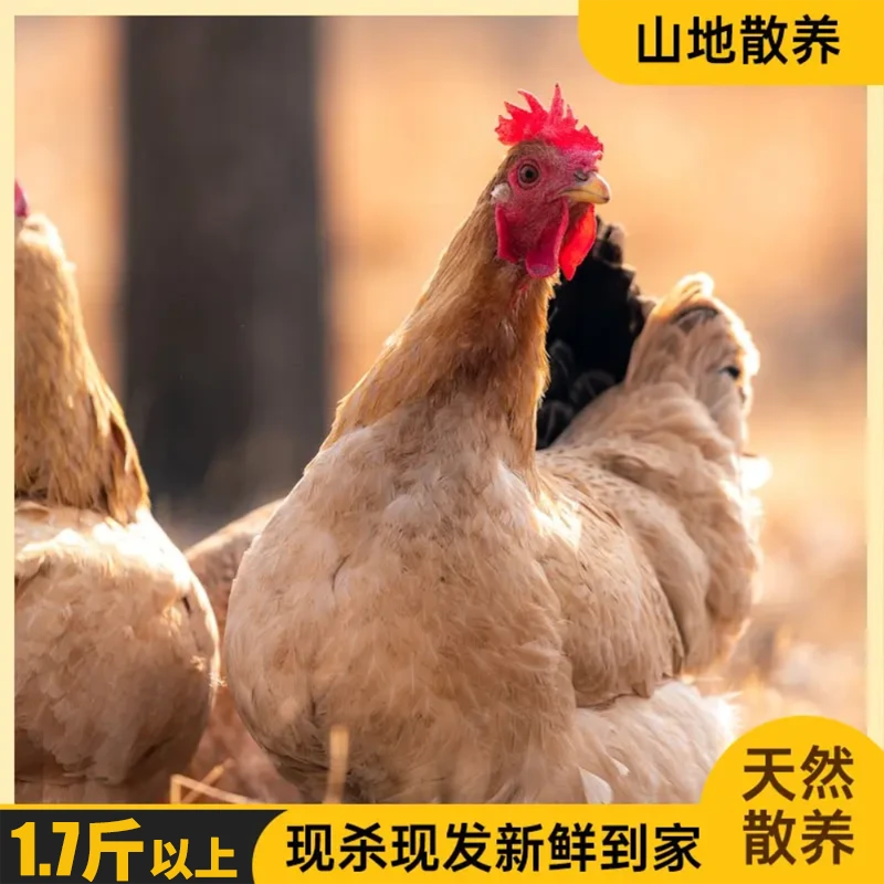 【单只大别山黄油老母鸡】单只净重1.7斤以上