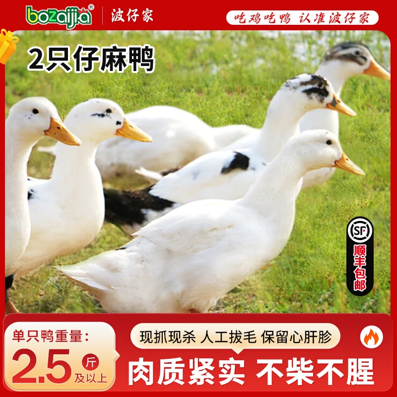 【bozaijia】波仔家洪湖仔麻鸭单只净重1.25kg*（2只）