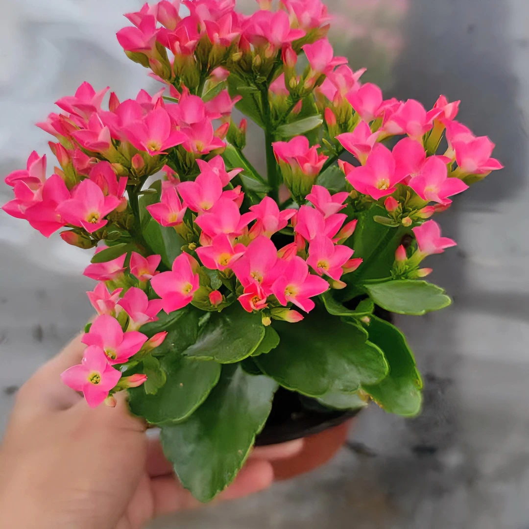 哈瑞特~单瓣长寿花