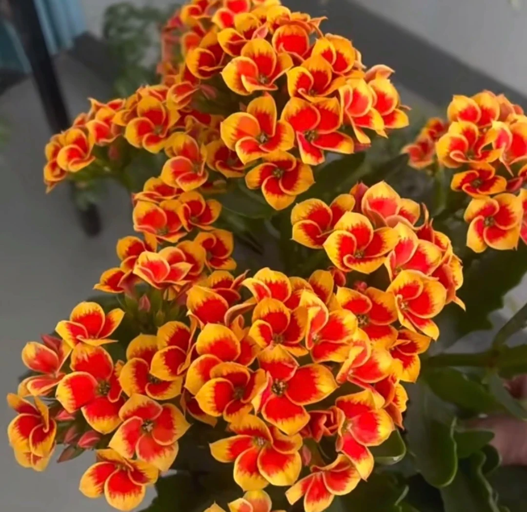 【罗比橙】长寿鲜花（斑点）