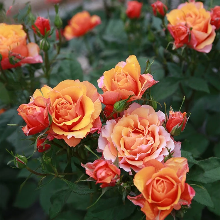 艾帕索 月季花苗阳台勤花新手四季好养花卉花期长月季苗长势好