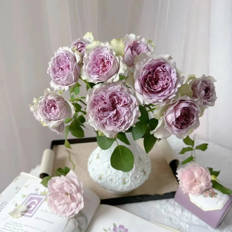 首饰盒复古色月季花苗大花重瓣四季好养阳台长势好复花快月季花卉