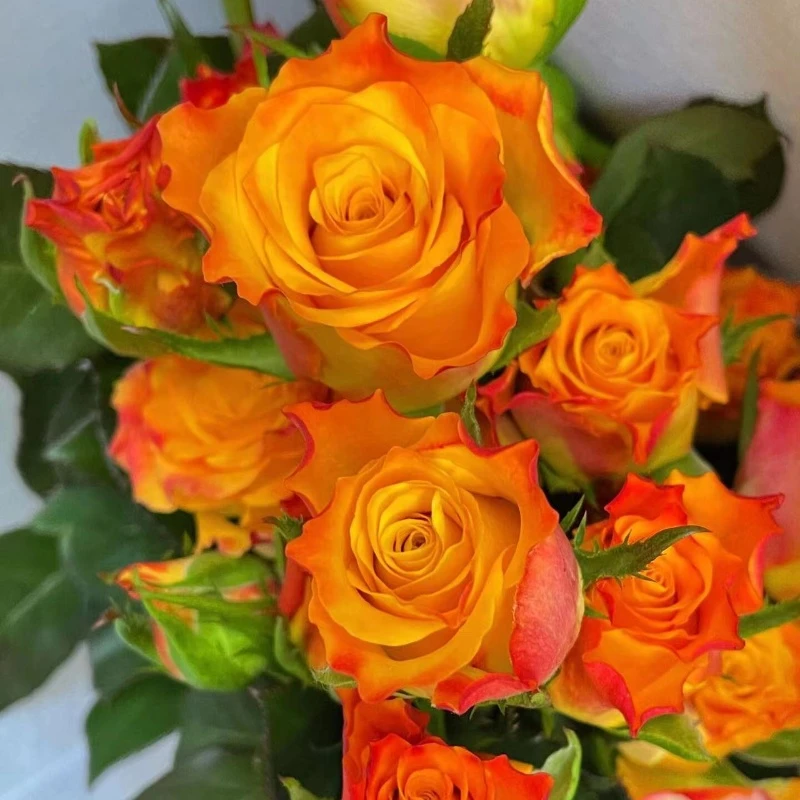 金色海岸 月季大花苗重瓣复色玫瑰花型月季直立性好阳台四季好养