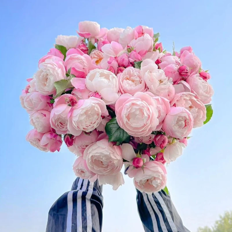 羽毛月季花苗浓香勤花四季好养多季节重复开花阳台灌木多头长势快