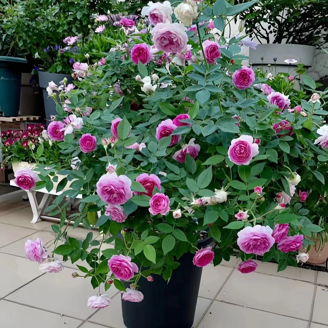 玛姬婶婶 四季开花不断浓香丰花勤花月季花苗阳台垂吊花卉植物