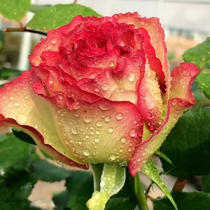 佛里罗达 玫瑰花型复色多季节开花瓣厚实好养大切花月季花苗