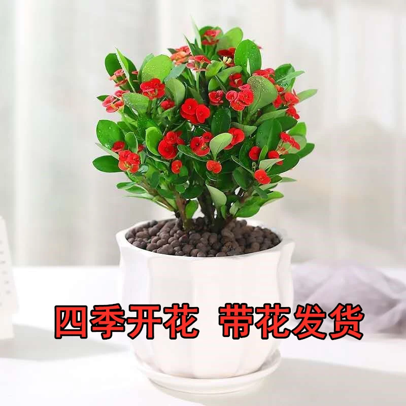 虎刺梅盆栽四季开花不断阳台好养耐旱铁海棠花室内办公室易活植物