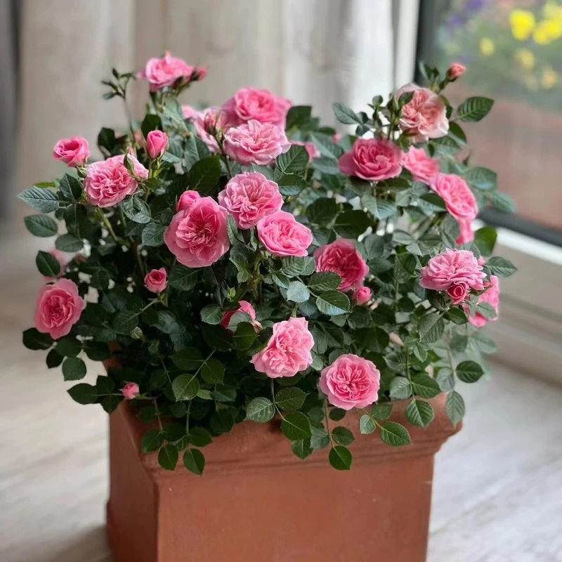 心上人多头丰花月季花苗阳台微月长势好勤花四季新手好养花量大