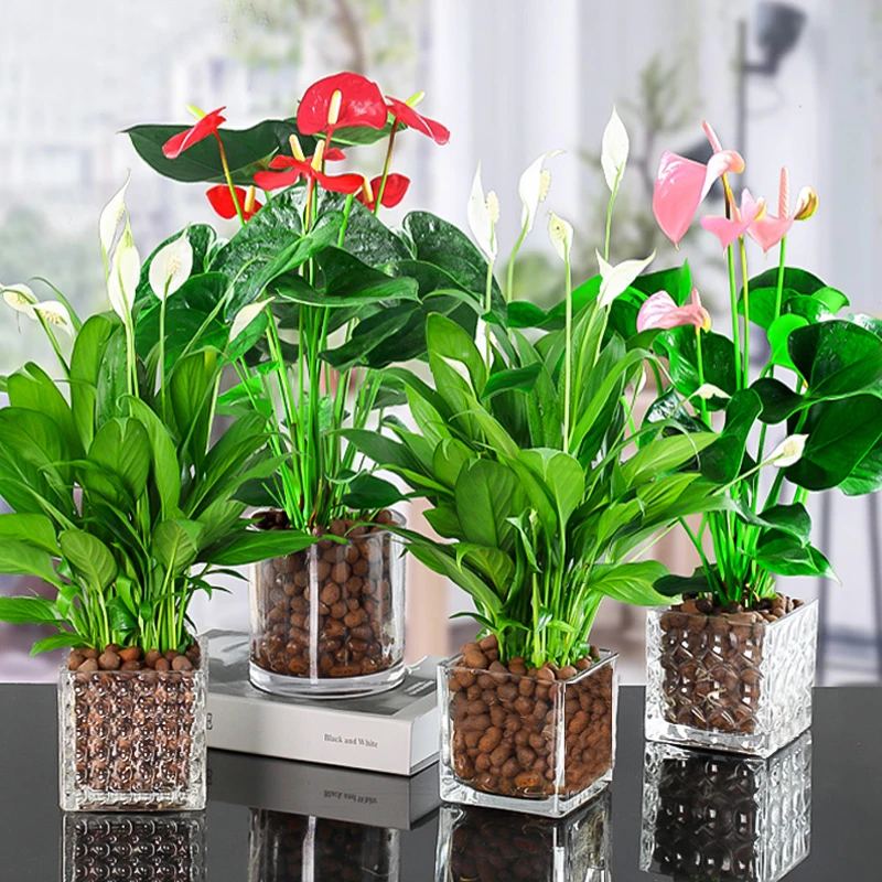 红掌粉掌盆栽一帆风顺白掌带花发货四季好养新人懒人花卉可水培