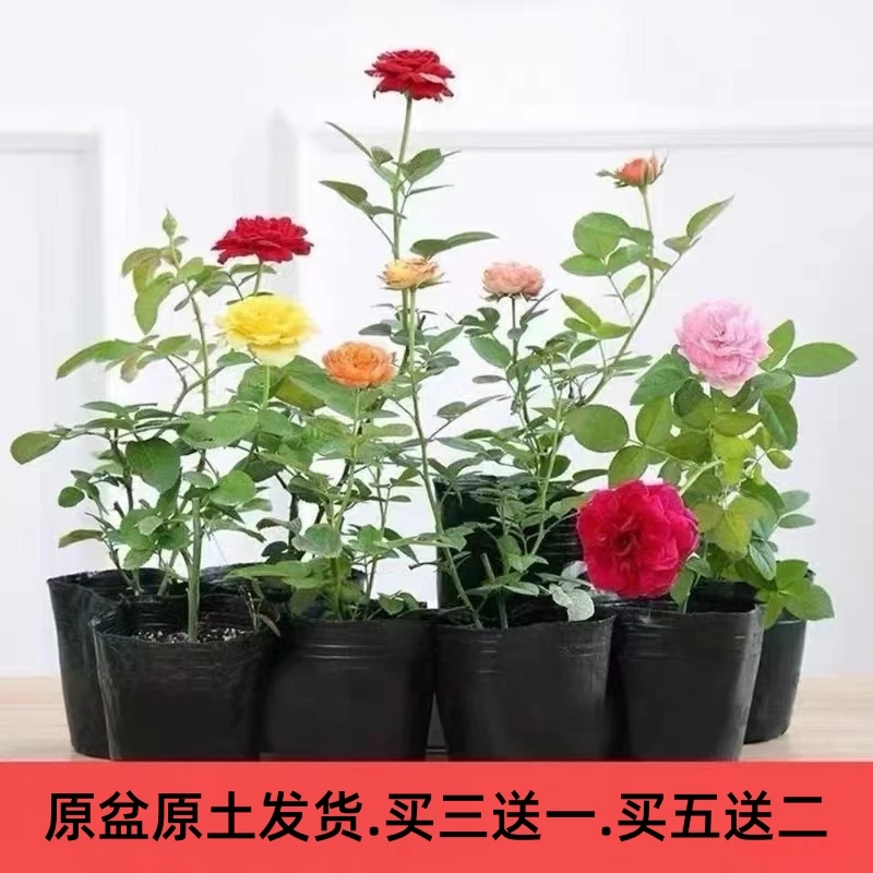 三送一 新品月季花苗灌木扦插小苗大花浓香切花四季开花牙签苗