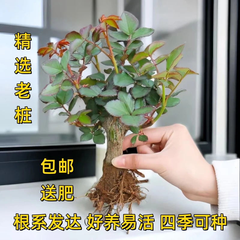 玫瑰花苗老桩苗大花浓香切花月季花苗四季开花阳台室外好养大花苗