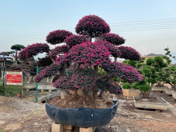 红花继木造型树红花继木盆景红继木一物一拍红王子锦带花绿植盆栽