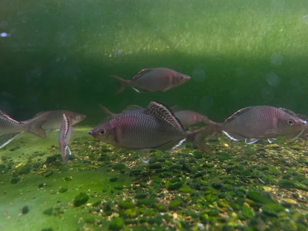长体鱊  冷水鱼 鰟鲏鱊科 不加温 溪流原生鱼 夸氏好看