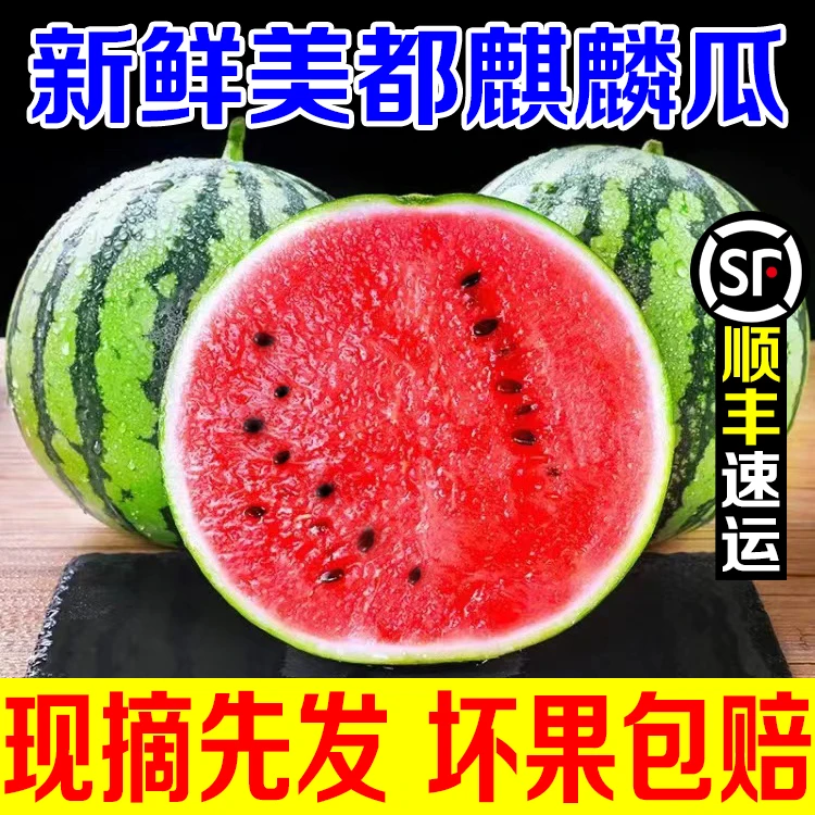 【现摘现发】正宗海南麒麟西瓜无籽当季水果产地直发批发整箱包邮