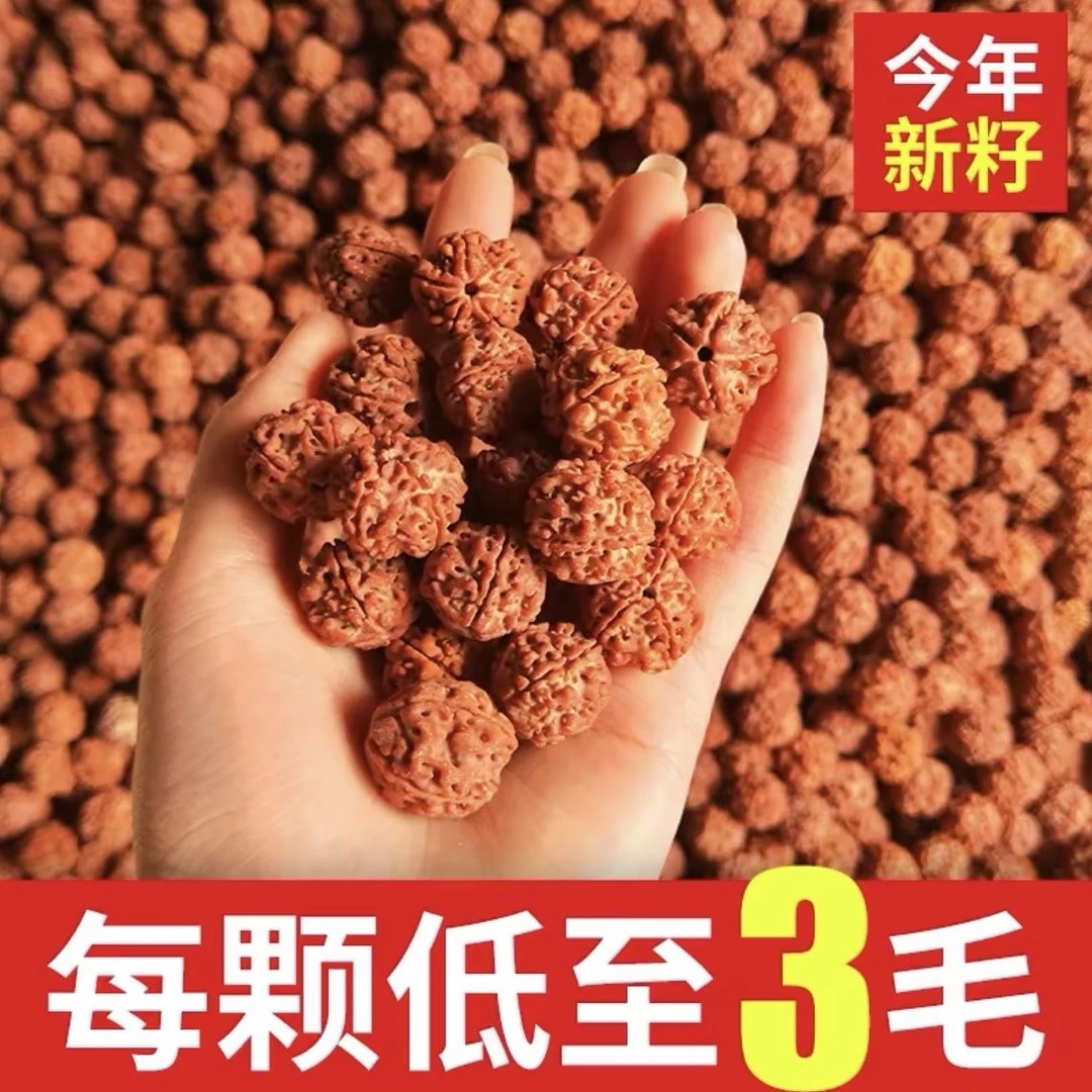 金刚菩提散珠有孔未抛光原籽原色原珠