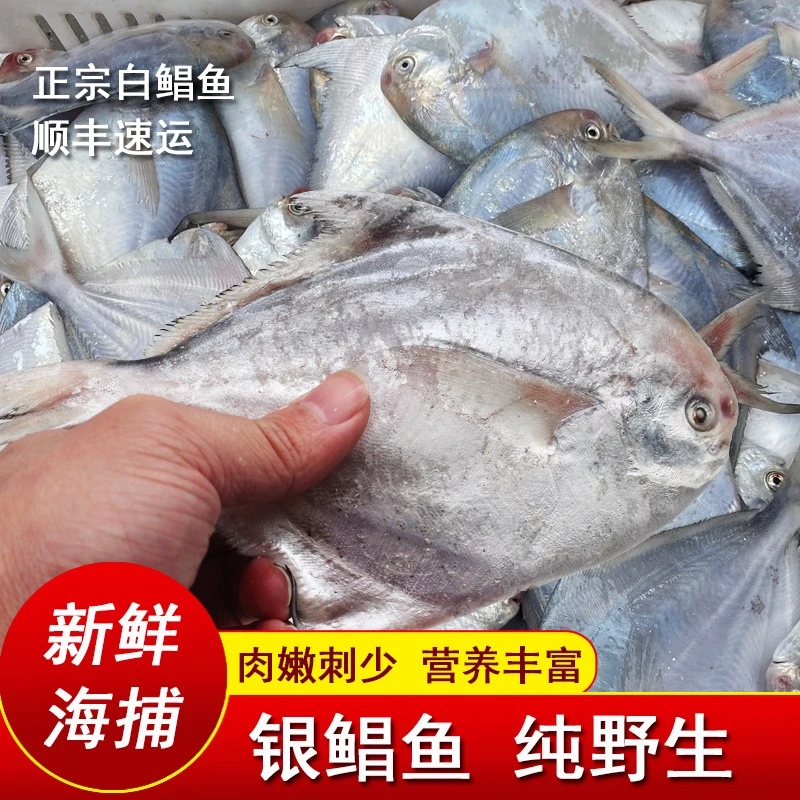 （到手30条）连云港白鲳鱼5.5-6斤