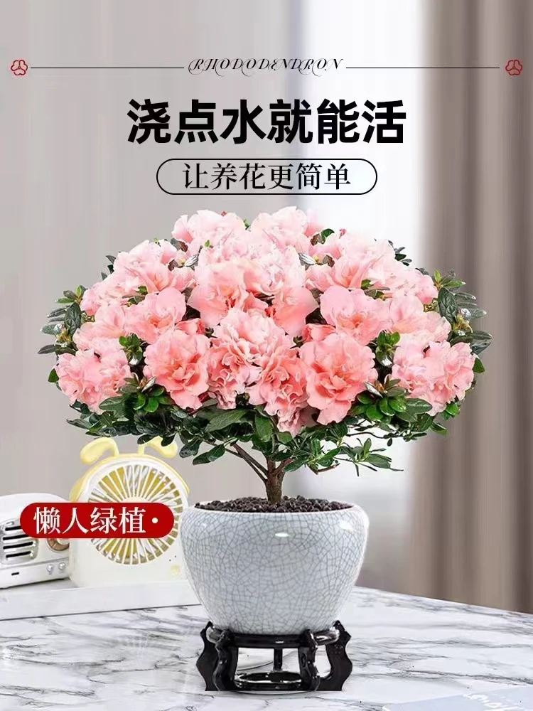春夏西洋比利时杜鹃花小苗四季开花常青室外映山红树苗盆栽植物