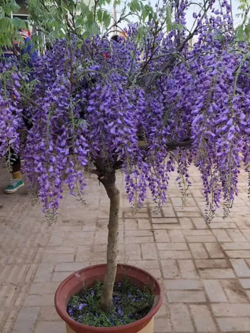 日本紫藤花树苗别墅庭院绿化爬藤植物花卉攀援室内外四季开花不断