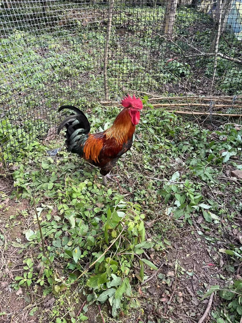 农家散养土鸡改价上链接【宰杀好非质量问题不退】