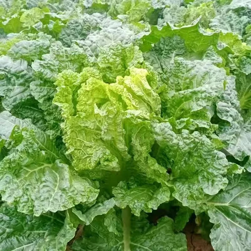 贵州露天农家自种麻叶白菜新鲜现摘现发火锅食材