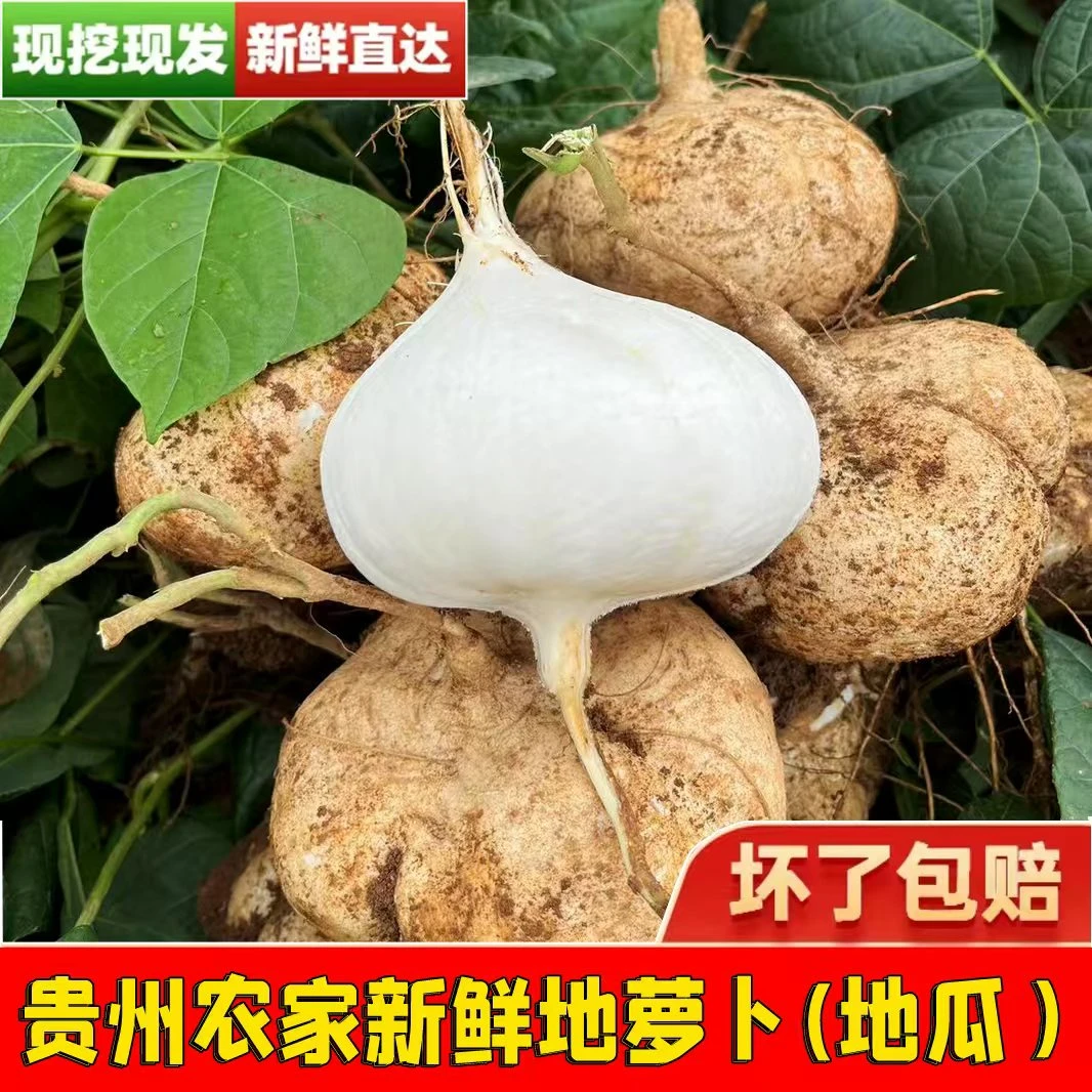 贵州安顺地萝卜黄泥沙清甜凉薯地瓜绿色地萝卜脆嫩新鲜包赔多汁