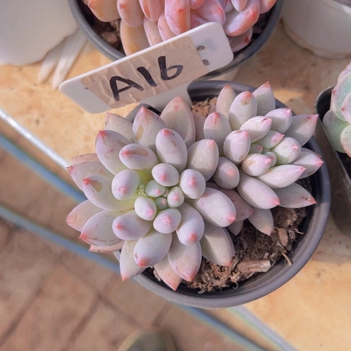 健健康康平平安安