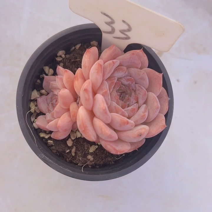 健健康康平平安安