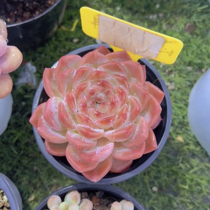 健健康康平平安安