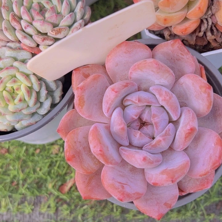 健健康康平平安安