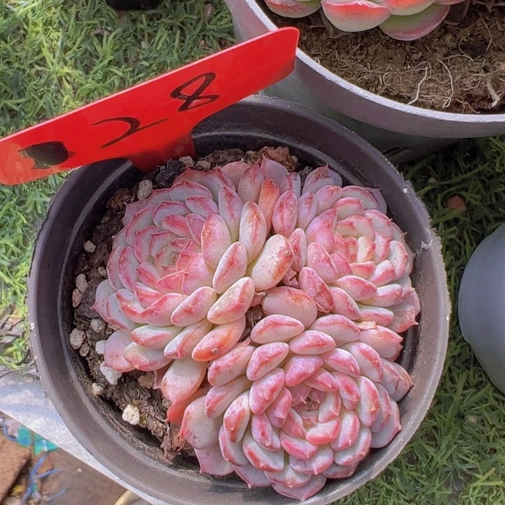 健健康康平平安安