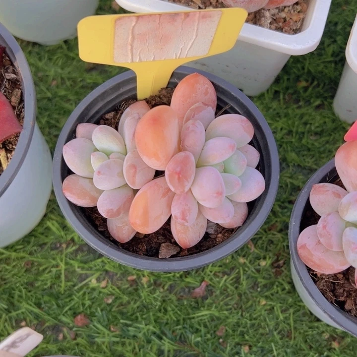 健健康康平平安安