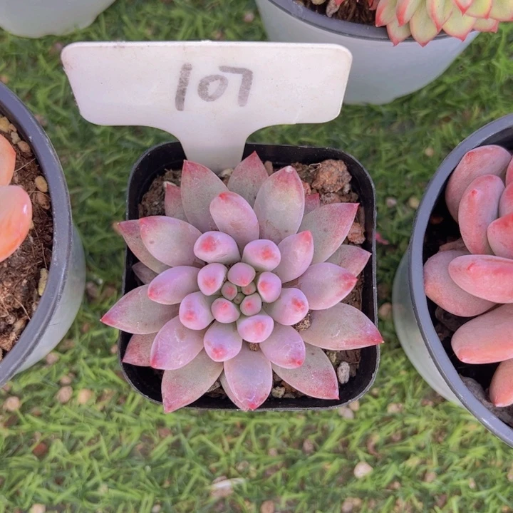 健健康康平平安安