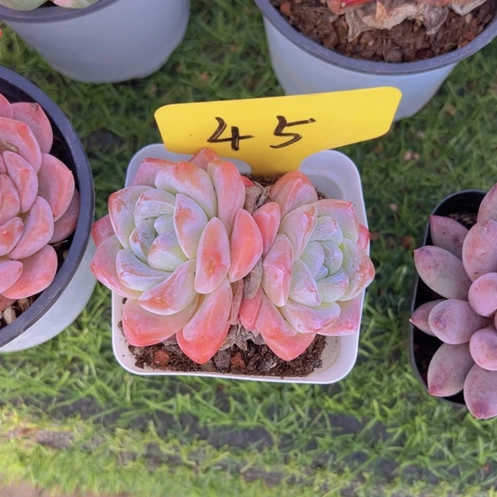 健健康康平平安安