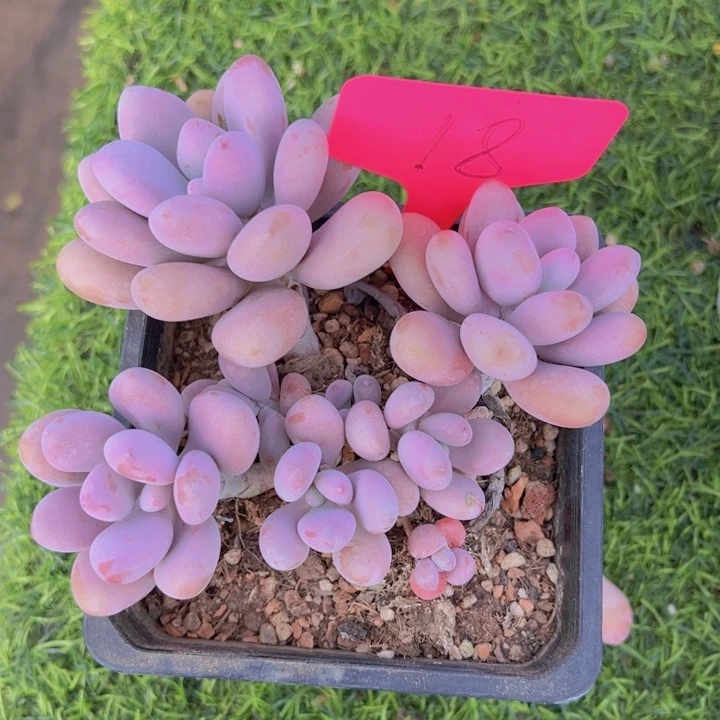 健健康康平平安安