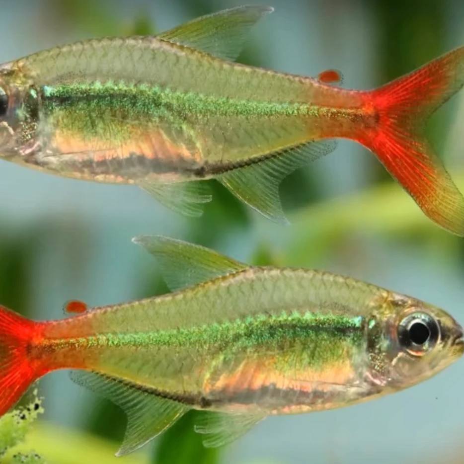 红尾科佩依 南美稀有高端灯科鱼 群游