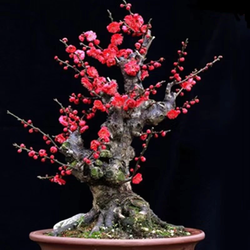 耐寒植物腊梅盆景盆栽浓香型素心梅腊梅红梅苗盆景带花苞腊梅花树