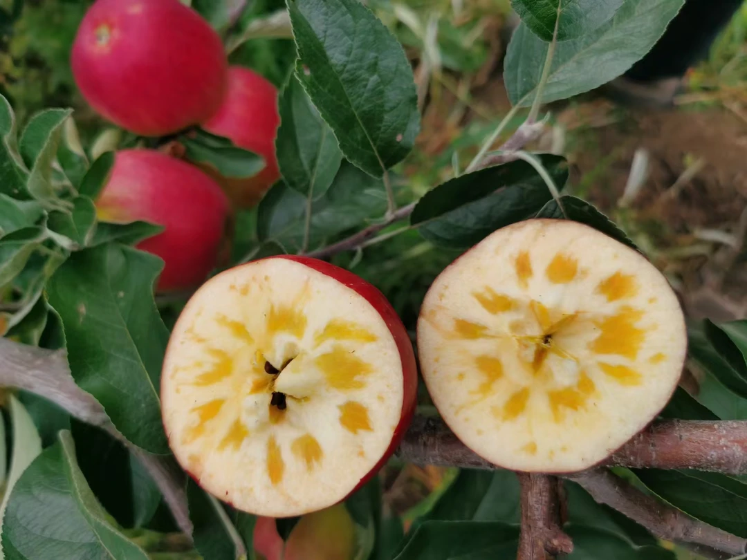 正宗昭通红露糖心苹果纯甜无酸 口感爆脆5斤10斤15斤现摘发包邮