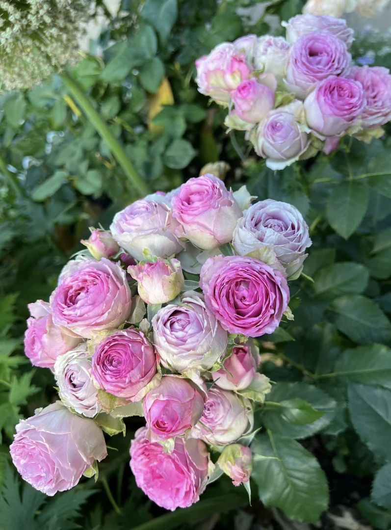 【薰衣草蕾丝】多头勤花月季玫瑰盆栽 独颗扦插露天大苗 四季开花