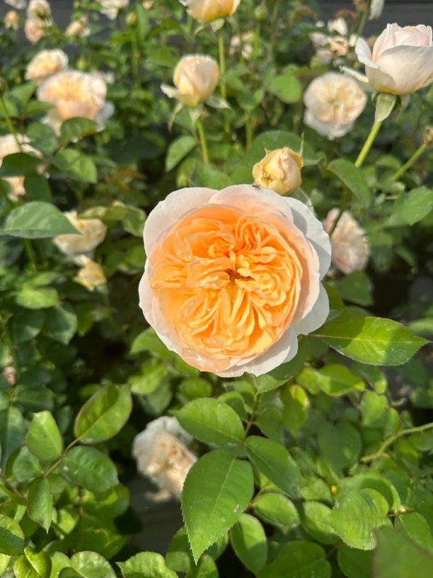 朱丽叶  奥斯汀月季 欧月花苗淡香直立  灌木 重瓣 盆栽地栽独根