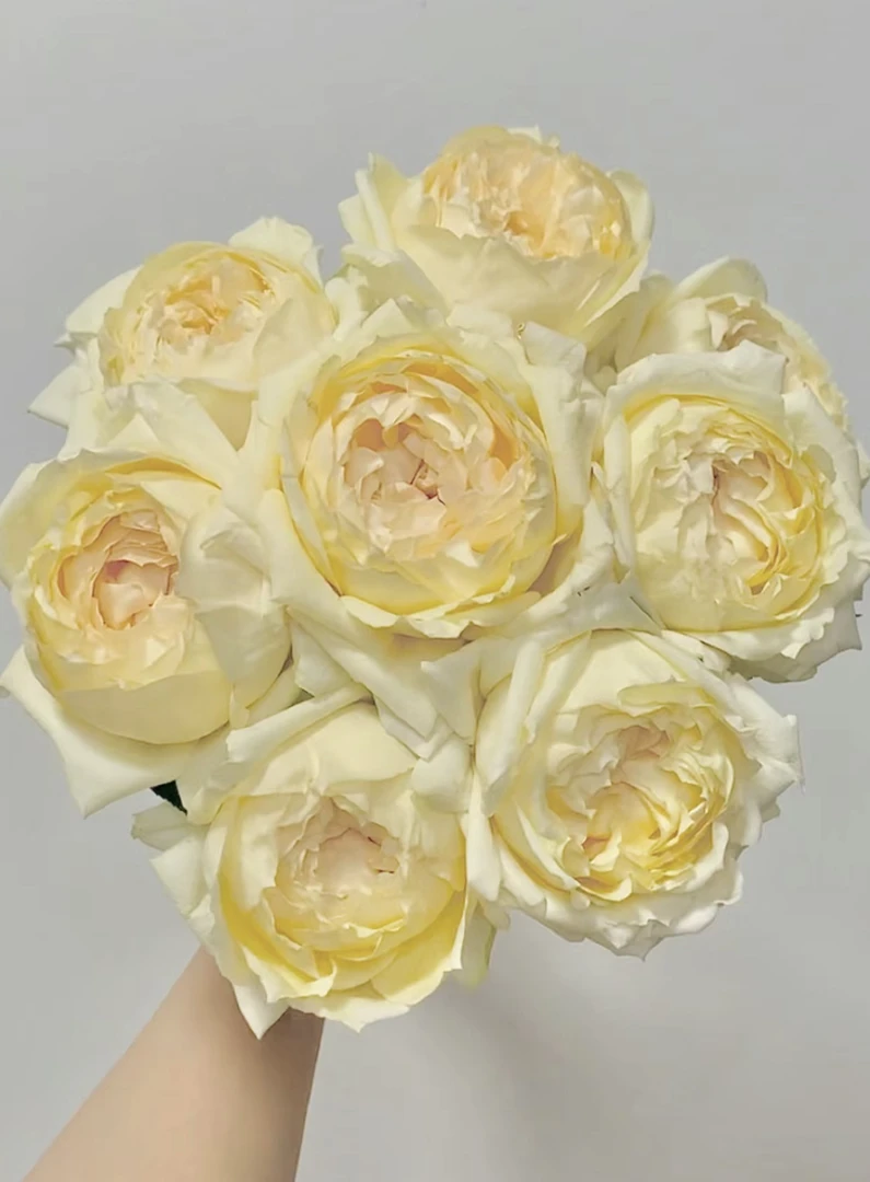 伊芙金伯爵  大花强香 月季玫瑰 独颗扦插露天大苗 四季开多年生